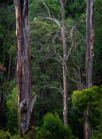 Australia - Dandenong Ranges NP 2388
